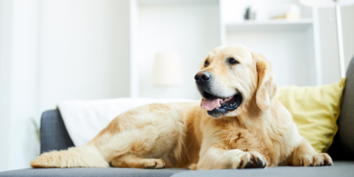 evde-hayvan-besleme-hakları (2)