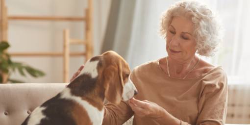 evde-hayvan-besleme-hakları (4)