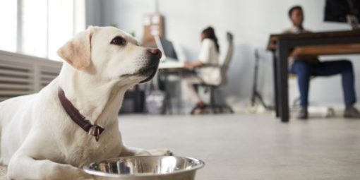 köpek dostu şehirler (1)