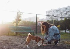 köpek dostu şehirler (2)