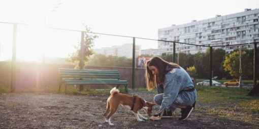 köpek dostu şehirler (2)