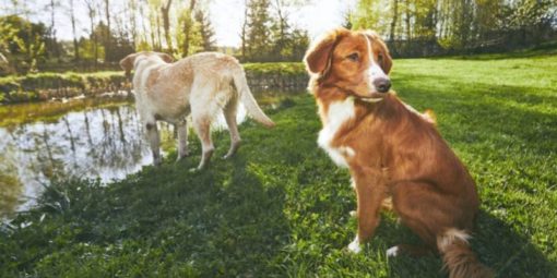 köpek dostu şehirler (5)